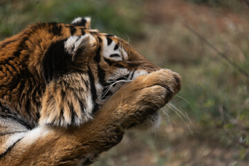 Powerful predators of the wild — a majestic lion and a fierce tiger captured in their natural strength and grace.