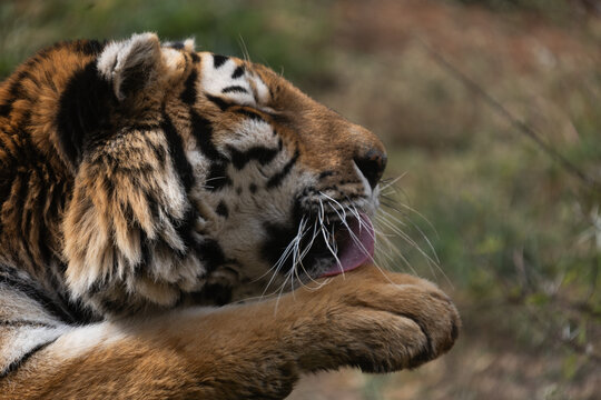 Powerful predators of the wild &mdash; a majestic lion and a fierce tiger captured in their natural strength and grace."