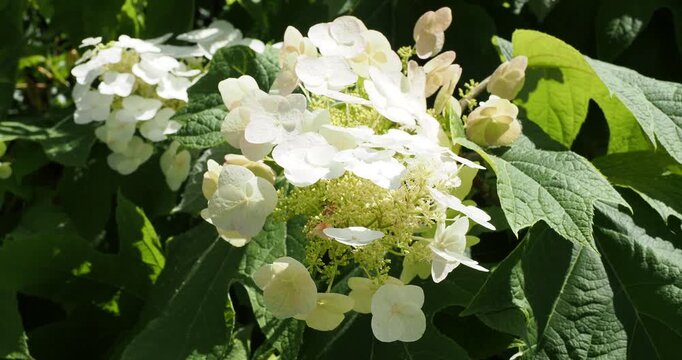 Hydrangea quercifolia | Eichenbl&auml;ttrige Hortensie - Eichen-Hortensie. Strauch mit wundersch&ouml;nen cremewei&szlig;en Bl&uuml;ten auf runden Rispen &uuml;ber gr&uuml;nem, geripptem, ledrigen, gelapptem Laub
