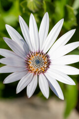Close up of a white African daisy (osteospermum) flower