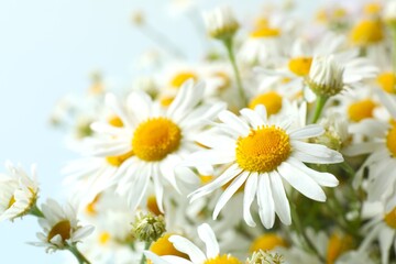 Fototapeta premium Close-up of beautiful bouquet of daisies 