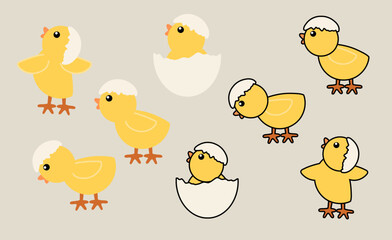 알에서 부화한 병아리