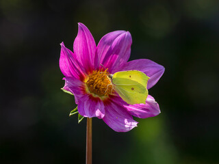 Male common brimstone butterfly - Gonepteryx rhamni -  on single-petaled pink Dahlia flower closeup