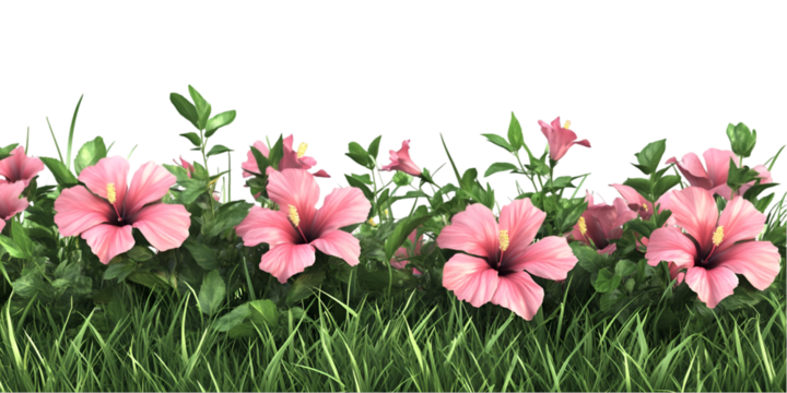 Hibiscus Flower in Bloom Isolated