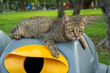 The cat sits on the box by relaxing.