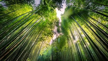 serene bamboo forest with sunlight filtering through lush green canopy evoking tranquility