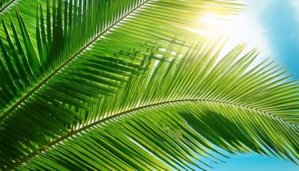 Obraz premium green palm leaf against the sky close up tropical plant background sunny day light shadow