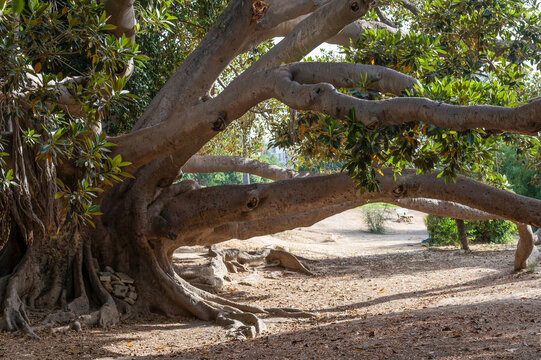 Gros plan sur un ficus macrophylla