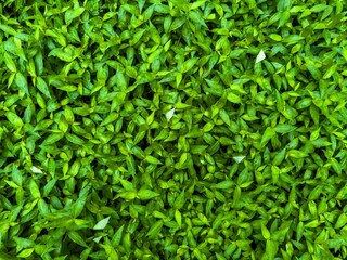 A detailed top-down view captures a dense carpet of small, vibrant green leaves with a few...