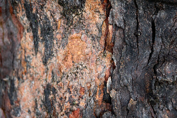 bark of a tree