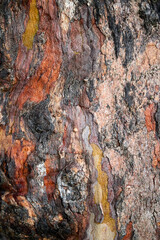 bark of a tree
