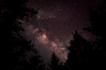 Milky Way through dark forest canopy