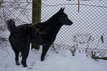 the dog guards the territory, black dog in winter stands near the mesh fence and watches and guards...
