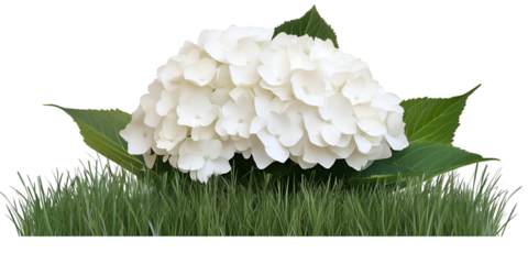 Hydrangea Bloom with Leafy Base