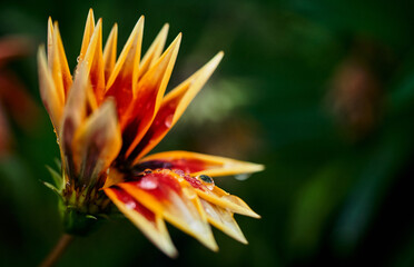 orange flower closeup