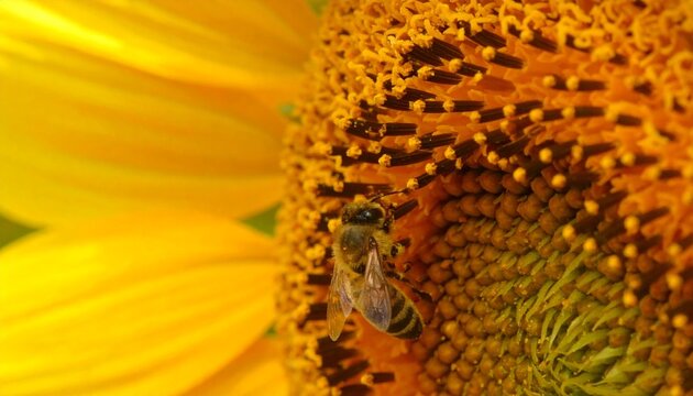bee on yellow flower