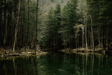 Dark, reflective forest pool