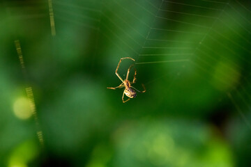 spider on a web