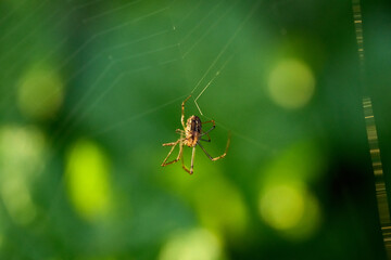 spider on a web