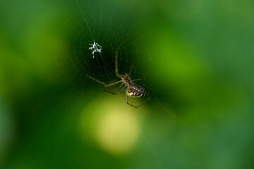 spider on a web