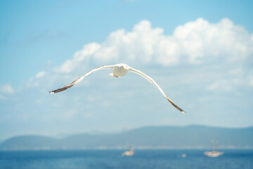A herring gull flying in the sky with white clouds and blue sky background