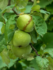 A cluster of three green apples hangs on a branch, covered in raindrops.