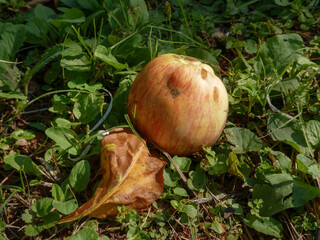 A colorful apple and leaf rest on the ground.