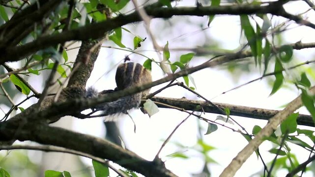 A curious chipmunk climbing and exploring branches in a lush green tree