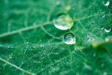 green leaf with water drops