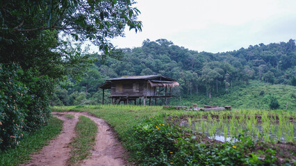 Dirt road and wooden hut in greenery rice terraces