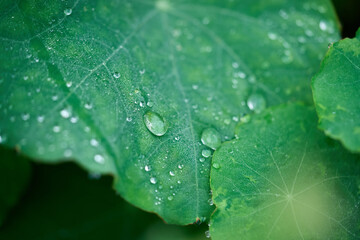 green leaf with water drops