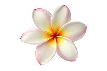White and yellow plumeria flower isolated on transparent background