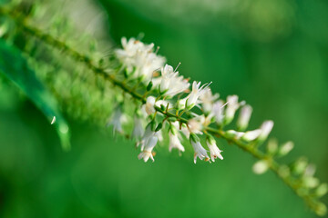 flower closeup