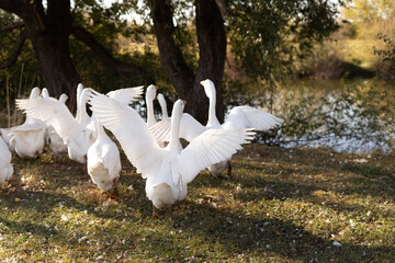snow-white geese with raised wings