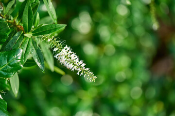 flower closeup