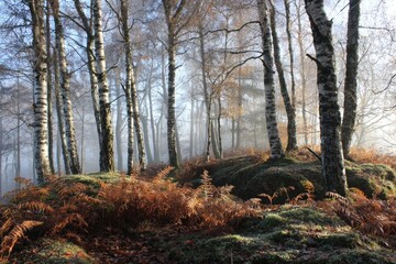 Fototapeta premium Misty autumn forest with birch trees