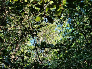 Magrove trees with branches with green leaves. Close up of mangrove leaf. Detail of mangrove trees along the mangrove forest. Fresh green natural color