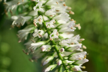 flower closeup