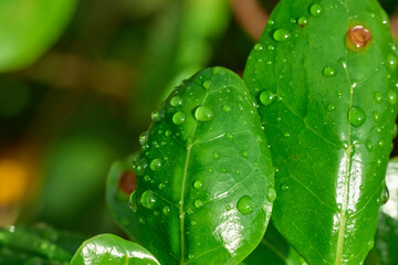 dew on a leaf