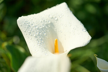 white flower with water drops
