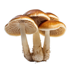  the underside of a mushroom on isolated background