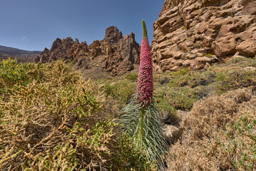 Tajinaste (Echium wildpretii) at Roques de Garcia