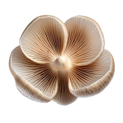  the underside of a mushroom on isolated background