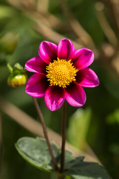 Vibrant purple and yellow colored single-petaled Dahlia &lsquo;Fabula&lsquo;  flower
