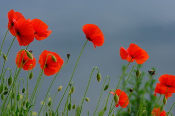 Obraz premium Czerwone maki na tle dramatycznego nieba