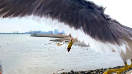 Seagull spreads massive wings as it lunges for food near rocky coast. Focus on seagull dominance,...