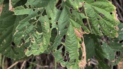 green leaves with holes. leaves eaten by caterpillars. diseased leaves. plant affected by disease diseases and pests on plants.