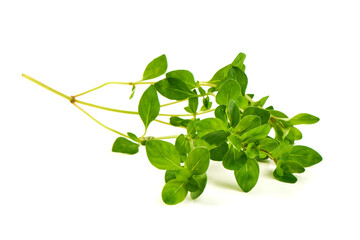 Fresh Thyme Herb Branch, Thymus vulgaris, isolated on white background