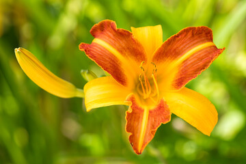 Hemerocallis – Beautiful red and yellow daylily flower ‘Frans Hals‘