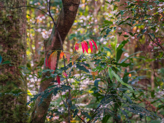 Rainforest Plant with Red New Leaves